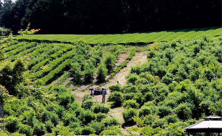 あおはにファーム